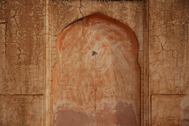 Day 8 – Rose on the wall, Jaipur, India(#1480)