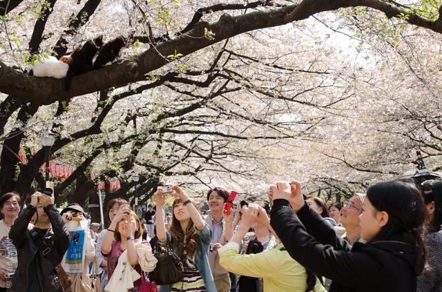 Picturing cats during Hanami in Ueno Park(#3321)