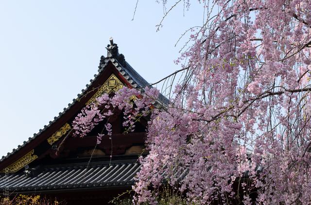Ueno shirne with Sakura(#3325)