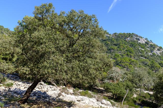 Valldemossa (#5720)