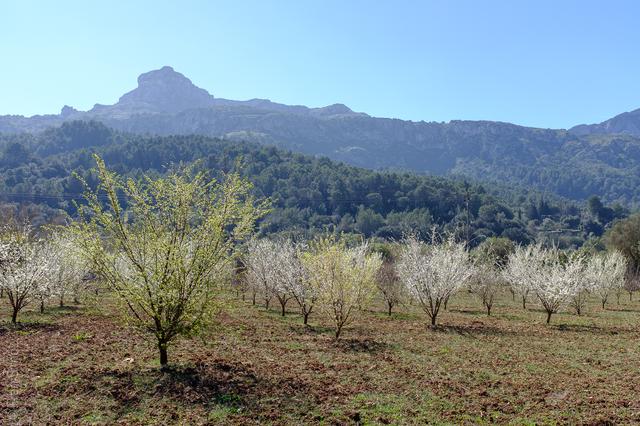 Pollença (#6079)