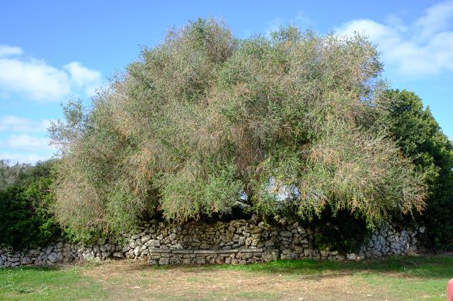 Menorca (#6366)