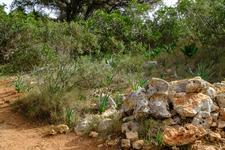 Cala Anguila-Cala Mendia (#6429)