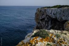 S'Estany d'en Mas (#6438)