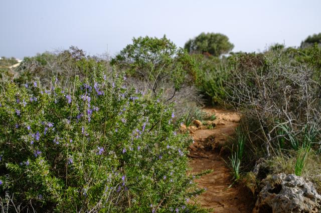 Cala Anguila-Cala Mendia (#6430)