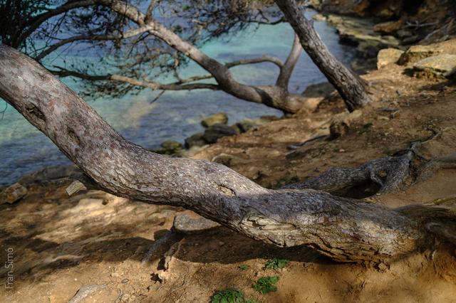 Portals Vells (#6449)
