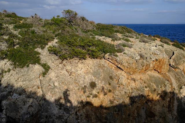 Portals Vells (#6452)