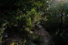Valldemosa (#6464)