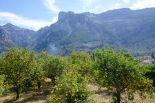 Sóller (#6466)