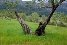 Illes Balears (#6476)