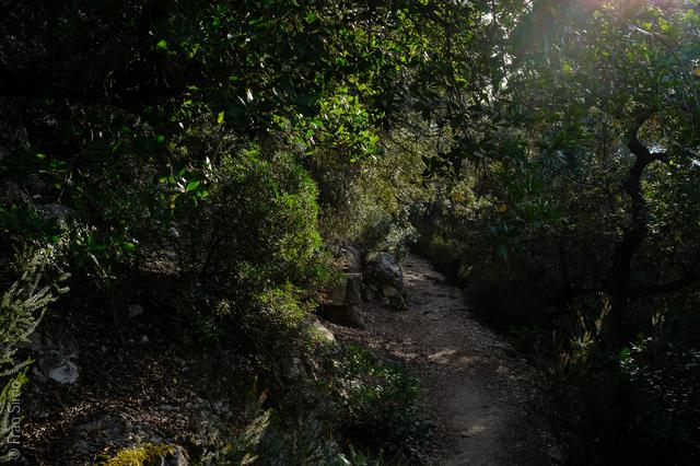 Valldemosa (#6464)