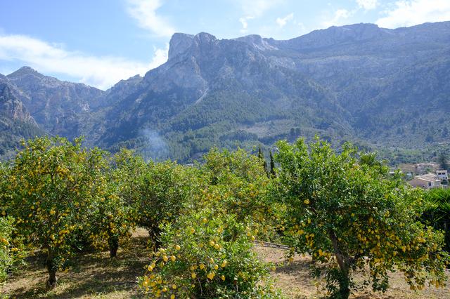 Sóller (#6466)