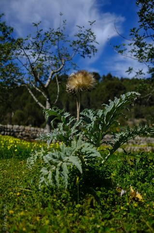 Sóller (#6468)