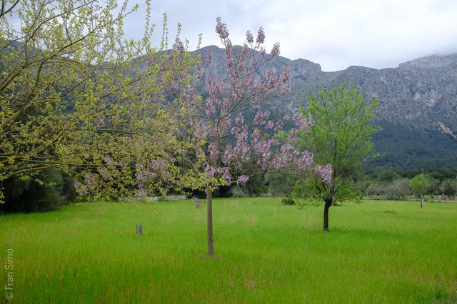 Illes Balears (#6477)