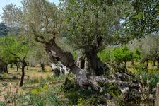 Illes Balears (#6532)