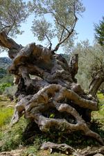 Illes Balears (#6533)
