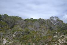 Portals Vells (#6559)