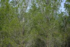 Sa Vileta-Son Rapinya (#6562)