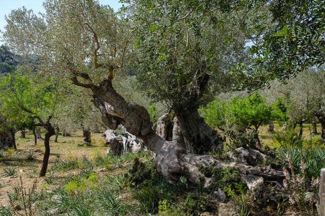 Illes Balears (#6532)