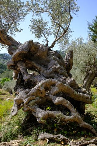 Illes Balears (#6533)