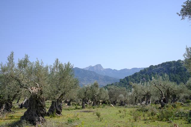 Illes Balears (#6534)