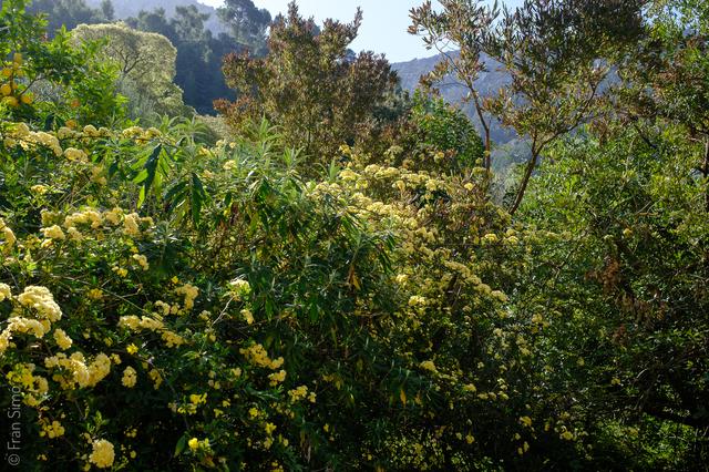 Deià (#6552)