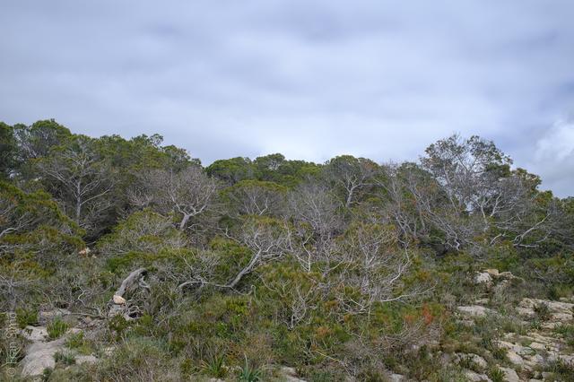 Portals Vells (#6559)