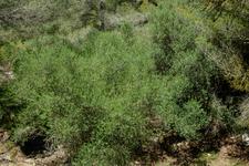 Cala Mesquida (#6582)