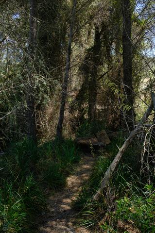 Cala Mesquida (#6587)