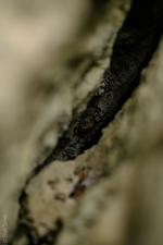 Orient (#6593), Sun 07 December 2025