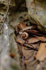 Orient (#6594), Mon 08 December 2025