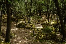 Orient (#6606), Sat 20 December 2025