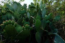 Felanitx (#6650), Mon 02 February 2026