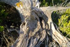 Can Picafort (#6661)