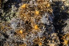 Can Picafort (#6663), Sun 15 February 2026