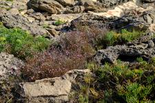 Can Picafort (#6673), Wed 25 February 2026