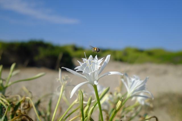 Can Picafort (#6658)