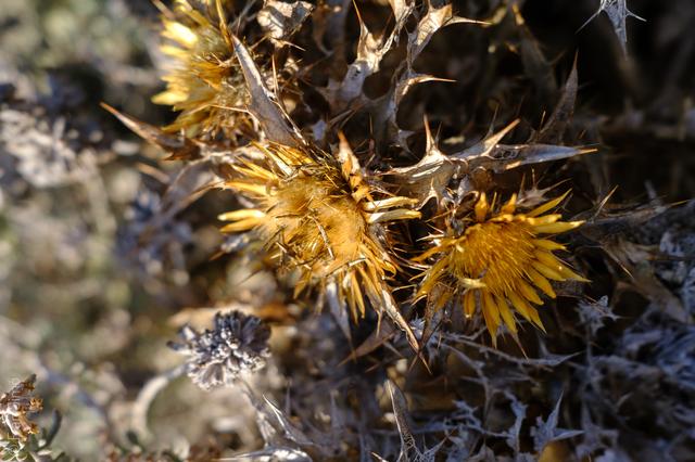 Can Picafort (#6665)