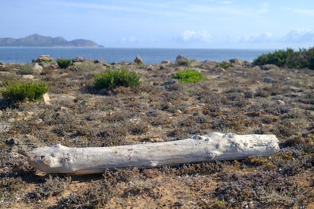 Can Picafort (#6666)