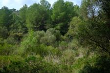 Cales de Mallorca (#6688)