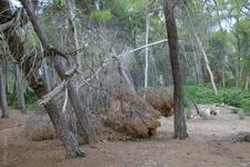 Cala Mesquida (#6694)