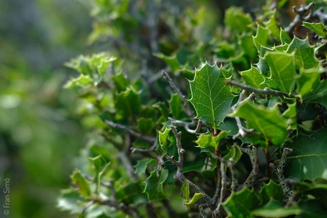 Illes Balears (#6708)