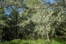 Puigpunyent (#6761)