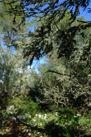 Puigpunyent (#6758)