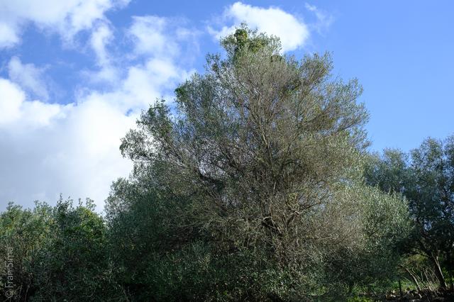 Illes Balears (#6759)