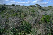 Manacor (#6764), Wed 27 May 2026