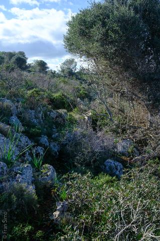 Manacor (#6765)