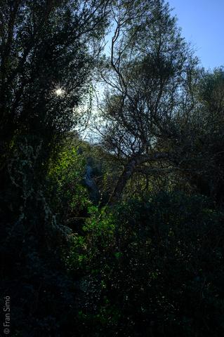 Manacor (#6766)