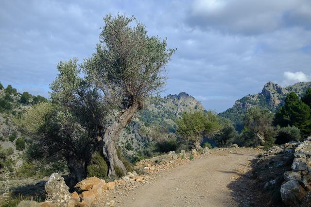 Sóller (#6767)