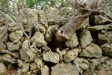 Mancor de la Vall (#6908), Sun 18 October 2026